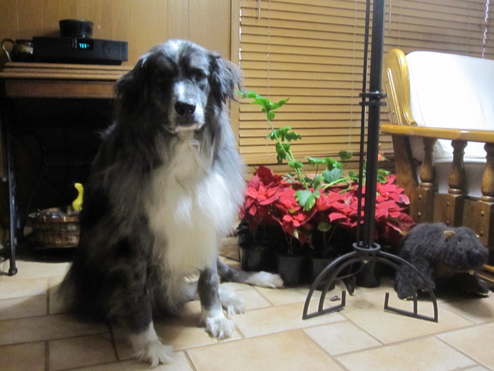 Wrangler among poinsettias 1