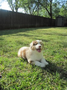 Lucy taking charge first day home- May 13, 2013