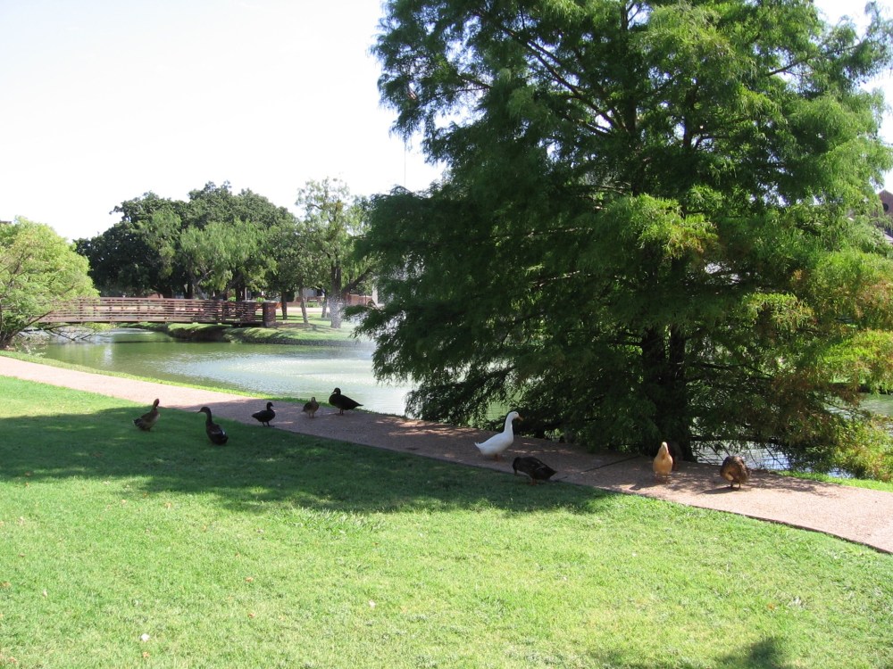 Ducks At The HSU Reflecting Pond, 6 August 2006