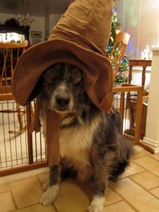 Wrangler sorting hat