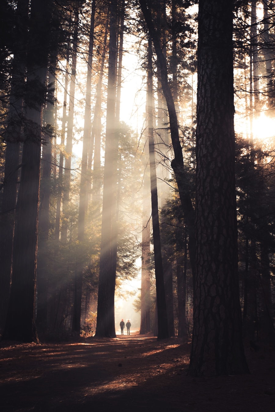 3EE865DC-4C4D-47DD-9519-5BC2B203F71F